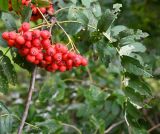 Sorbus aucuparia