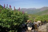 genus Corydalis