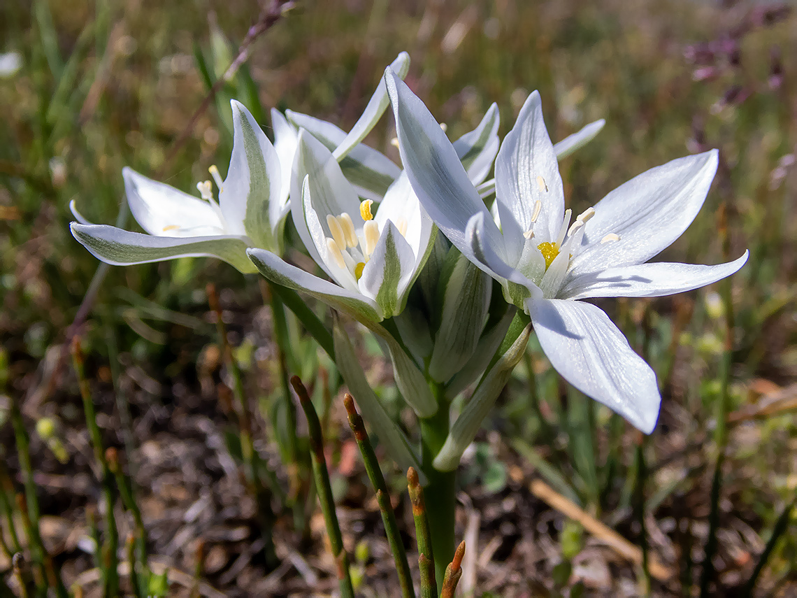 Изображение особи Ornithogalum navaschinii.