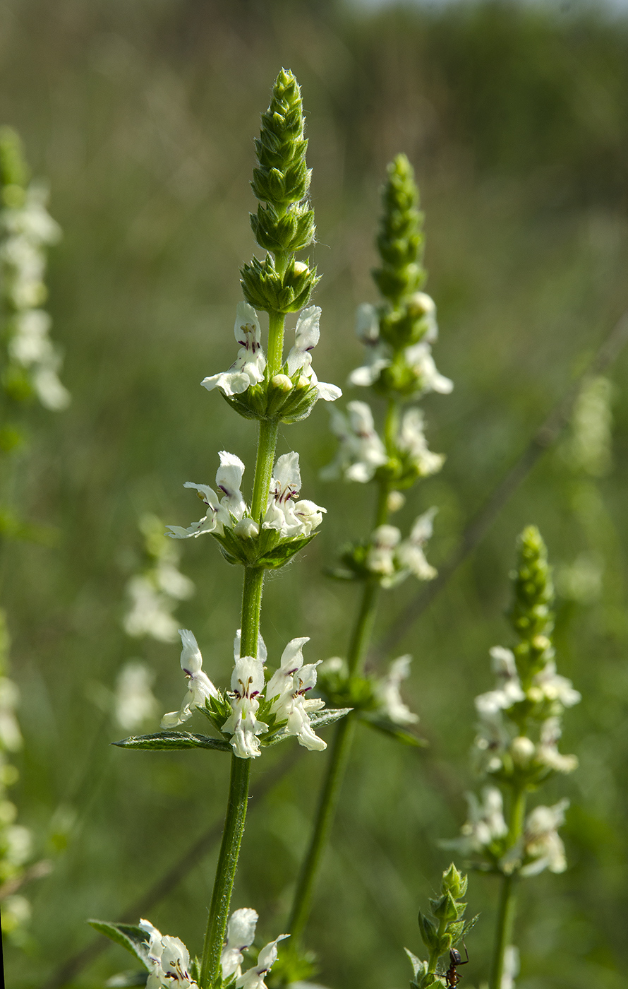 Image of Stachys recta specimen.