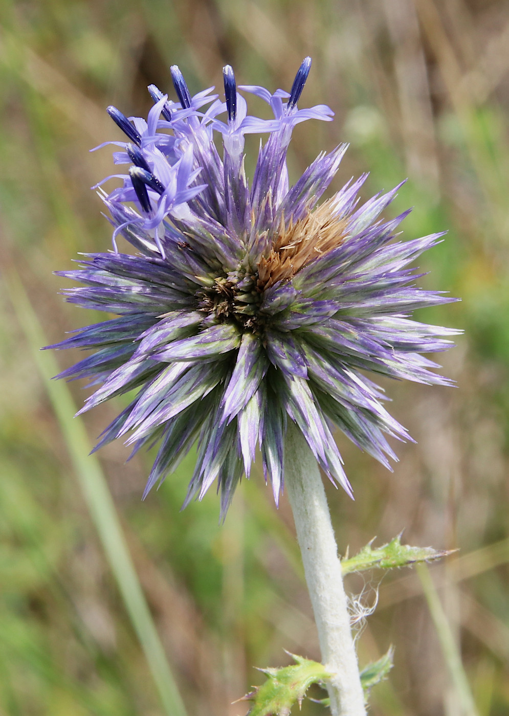 Изображение особи род Echinops.