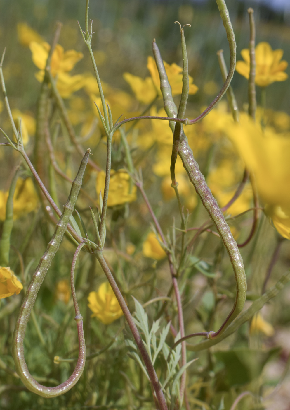 Изображение особи Hypecoum imberbe.