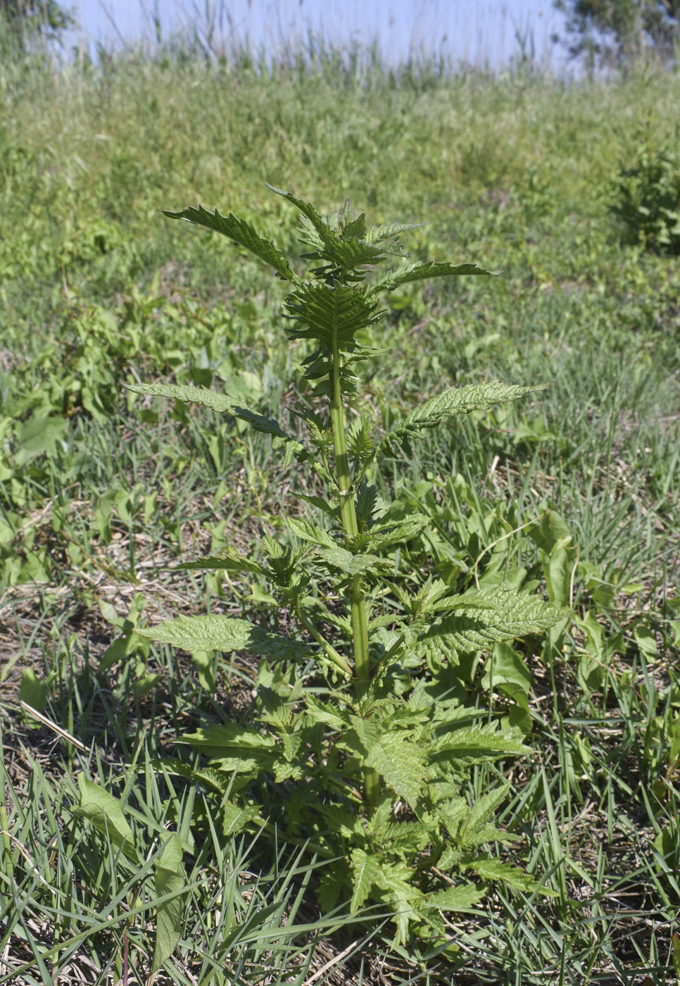 Изображение особи семейство Lamiaceae.