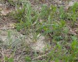 Crocus reticulatus. Плодоносящее растение. Краснодарский край, Крымский р-н, окр. станицы Неберджаевская, дол. р. Липки, пушистодубово-грабинниковый лес, задернованное скальное обнажение на месте старого заросшего карьера, на мергелевой крошке. 22.04.2026.