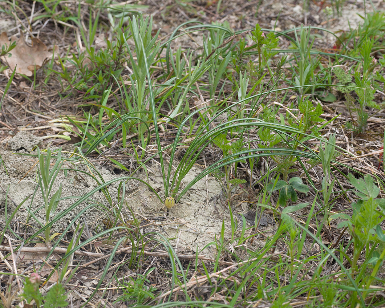 Image of Crocus reticulatus specimen.