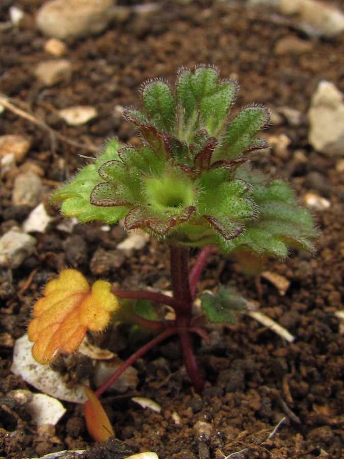 Image of Lamium amplexicaule specimen.