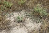 Salsola dendroides. Вегетирующие растения. Астраханская обл., Камызякский р-н, окр.с. Бирючек, низина между бэровскими буграми, суглинок с признаками засоления. 11.06.2026.