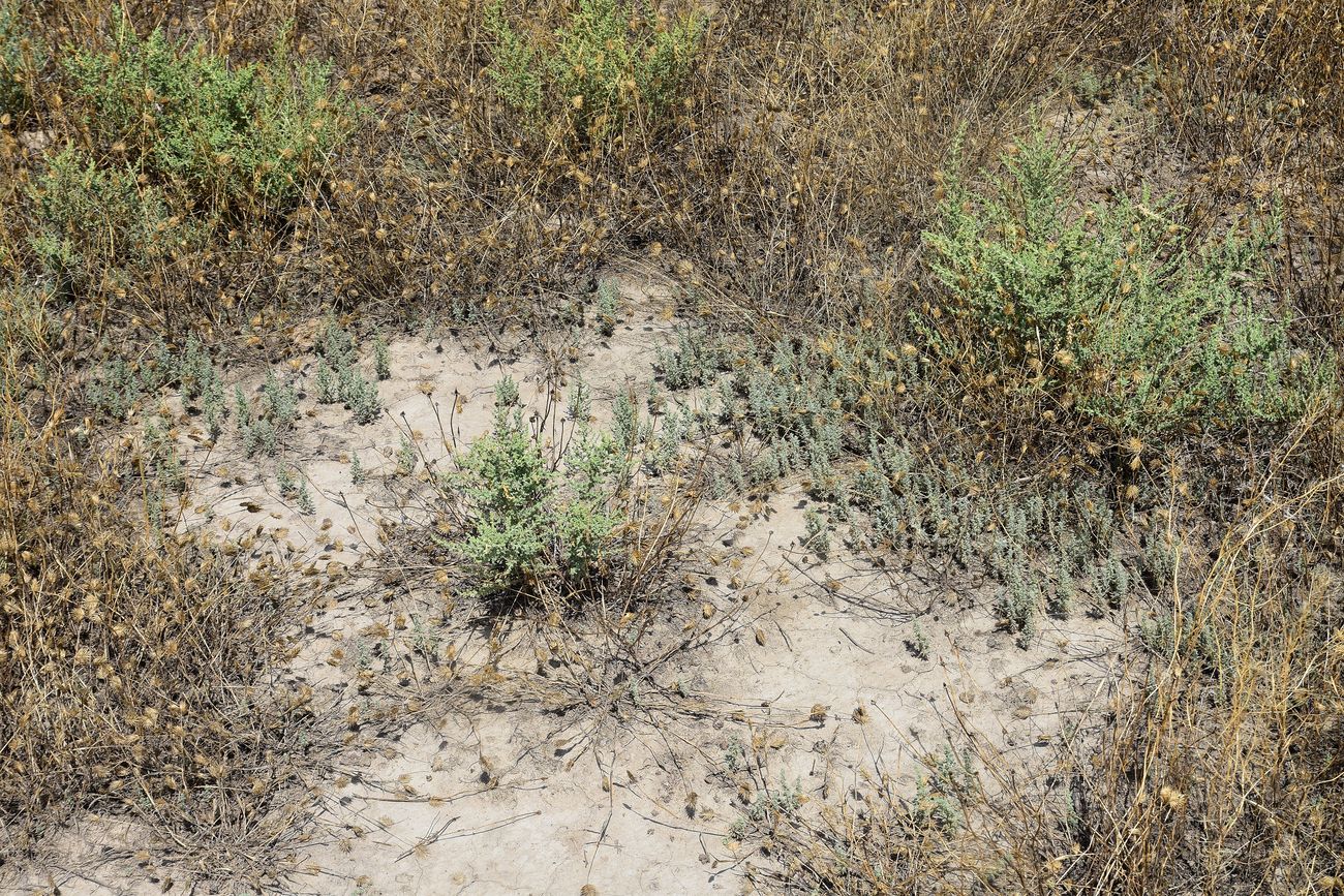 Image of Salsola dendroides specimen.