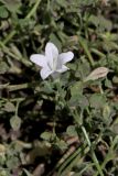 Campanula calaminthifolia