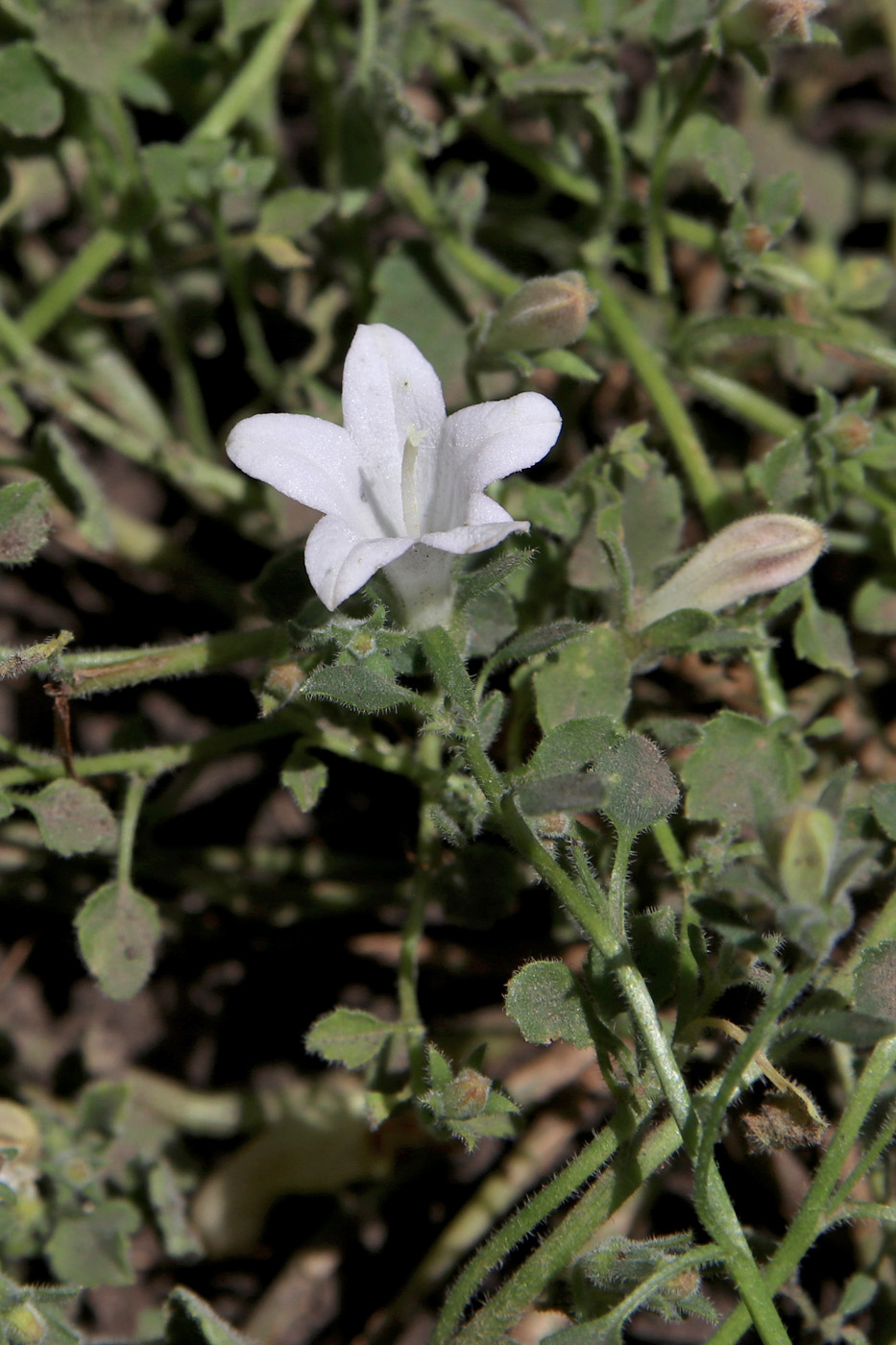 Изображение особи Campanula calaminthifolia.