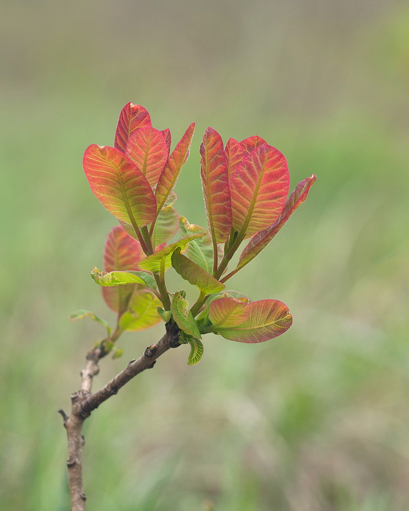 Image of Cotinus coggygria specimen.