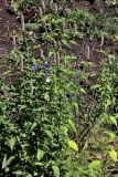 Agastache mexicana. Цветущее растение. Белгородская обл., пос. Ракитное, ул. Сосновая, 2, в культуре. 22 июля 2026 г.