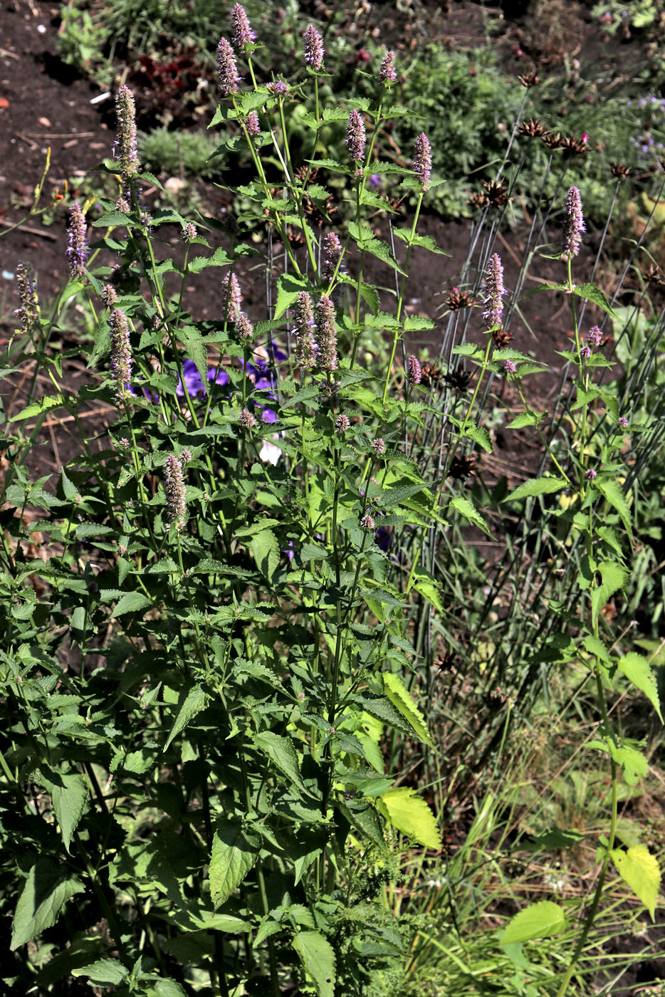 Изображение особи Agastache mexicana.