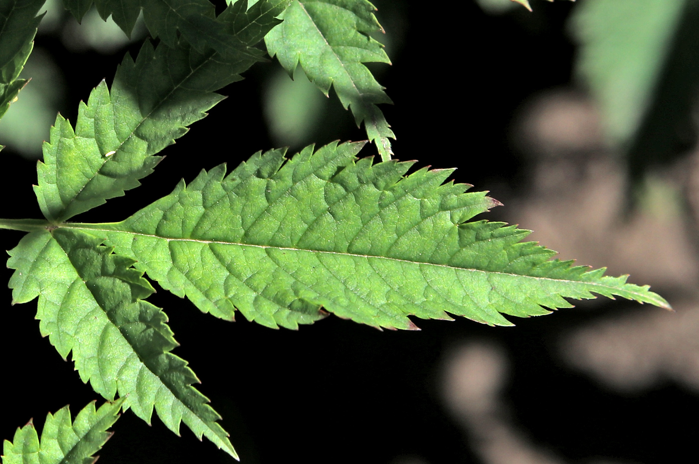 Image of Aruncus aethusifolius specimen.