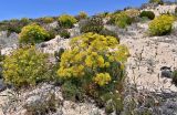 Cachrys sicula. Цветущие растения в сообществе с Armeria pungens. Португалия, округ Бежа, устье р. Мира, песчаный склон. 05.06.2026.