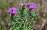 Cirsium vulgare