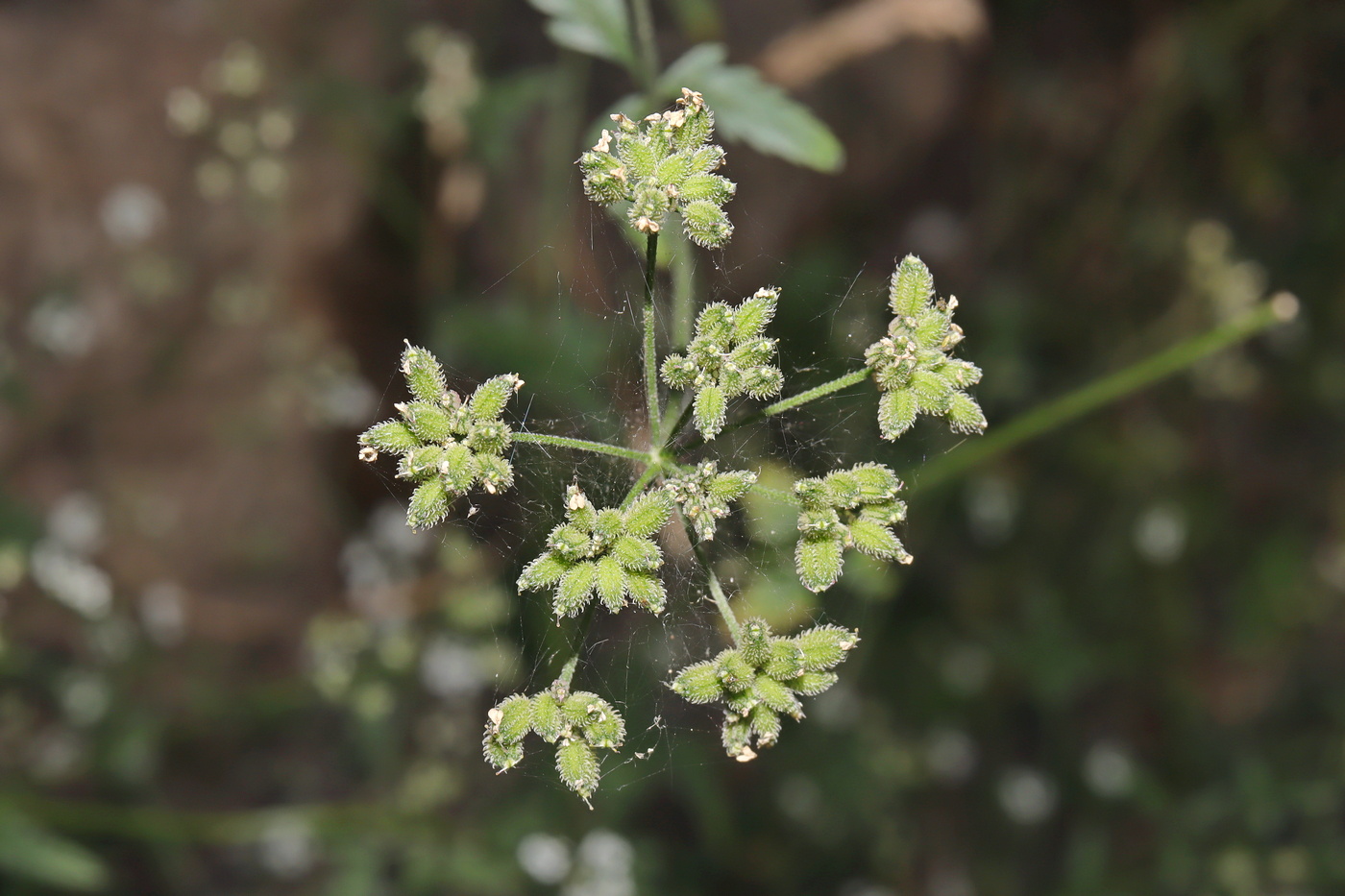 Image of Torilis japonica specimen.