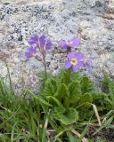 genus Primula. Цветущее растение. Кабардино-Балкария, Черекский р-н, дол. р. Туранашки, ≈ 2800 м н.у.м., морена, альпийский луг. 28.07.2026.