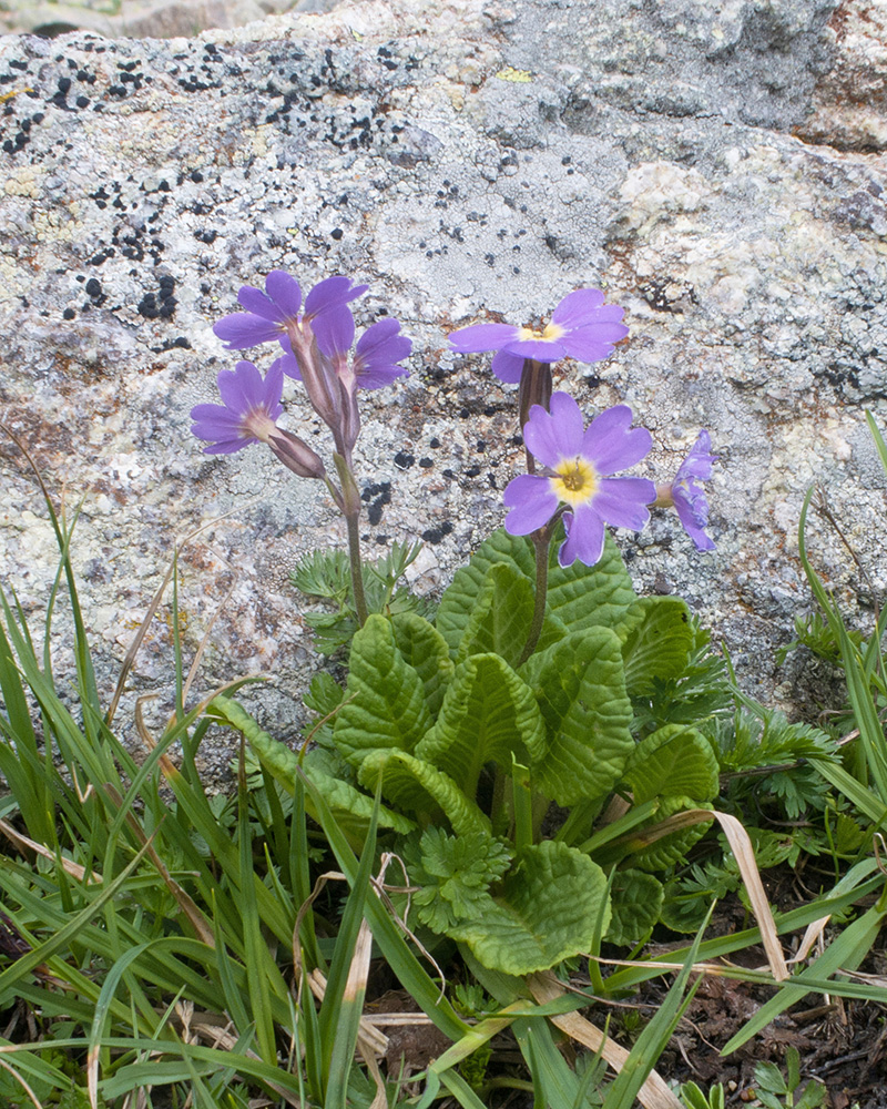 Image of genus Primula specimen.