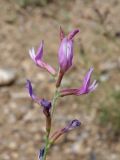 genus Astragalus. Верхушка соцветия. Таджикистан, Согдийская обл., Айнинский р-н; Памиро-Алай, Фанские горы, подножье горы Сарытаг, ≈ 2440 м н.у.м., щебнистый склон. 27 июня 2026 г.