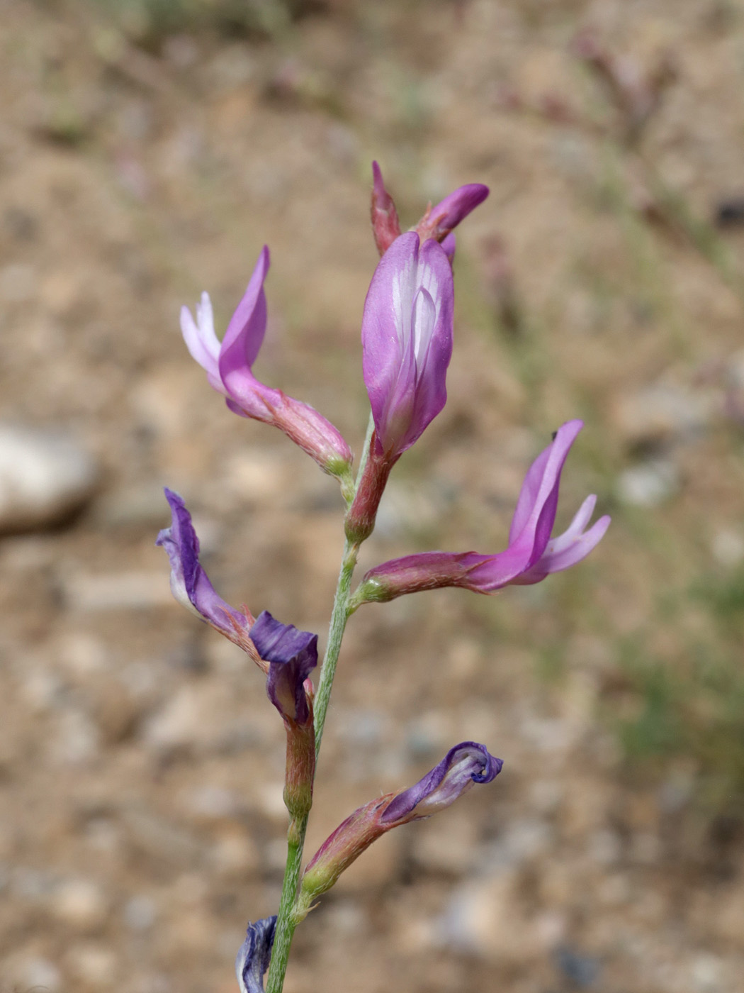Image of genus Astragalus specimen.