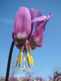 Erythronium sibiricum