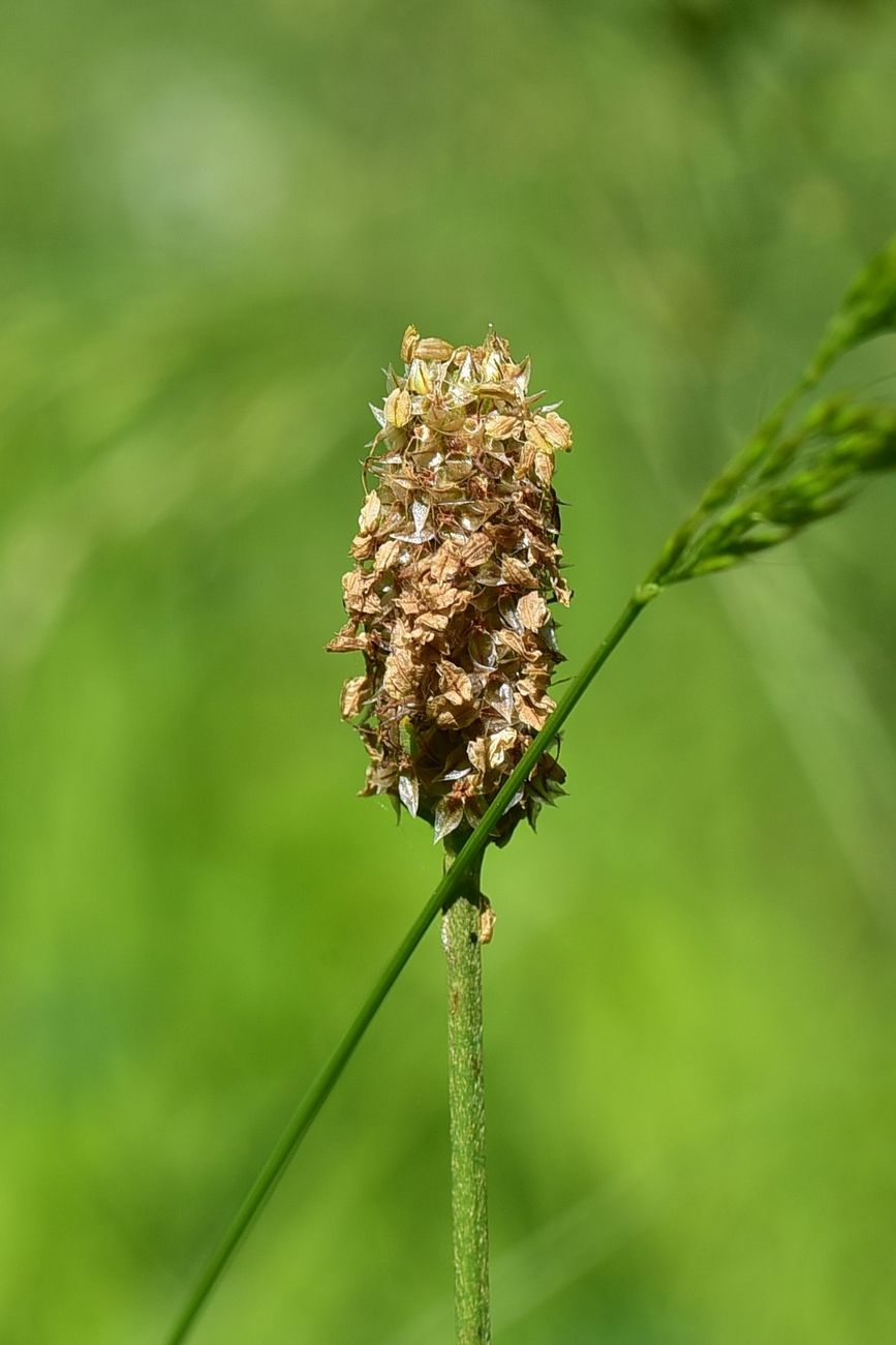 Image of genus Plantago specimen.