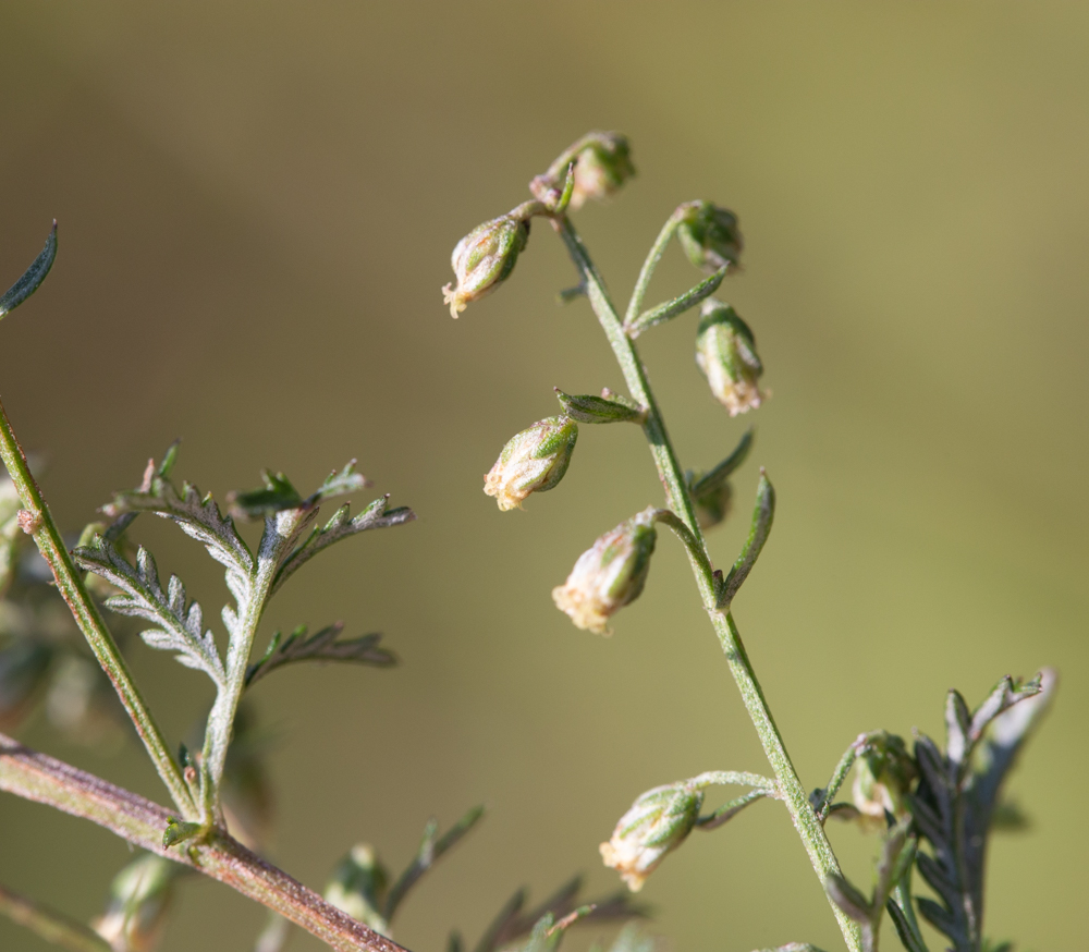 Image of Artemisia freyniana specimen.