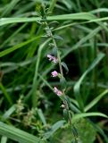 Odontites vulgaris. Верхушка побега с соцветием. Московская обл., гор. округ Домодедово, низовья р. Пахра, пойменный луг. 30.08.2026.