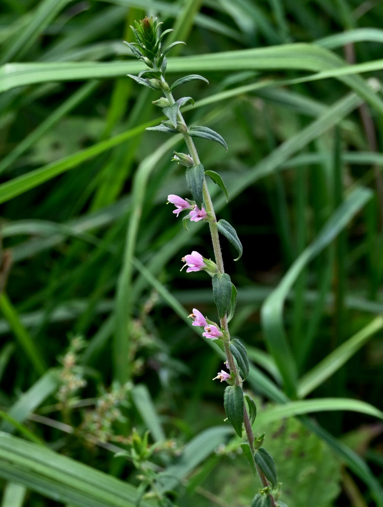 Изображение особи Odontites vulgaris.