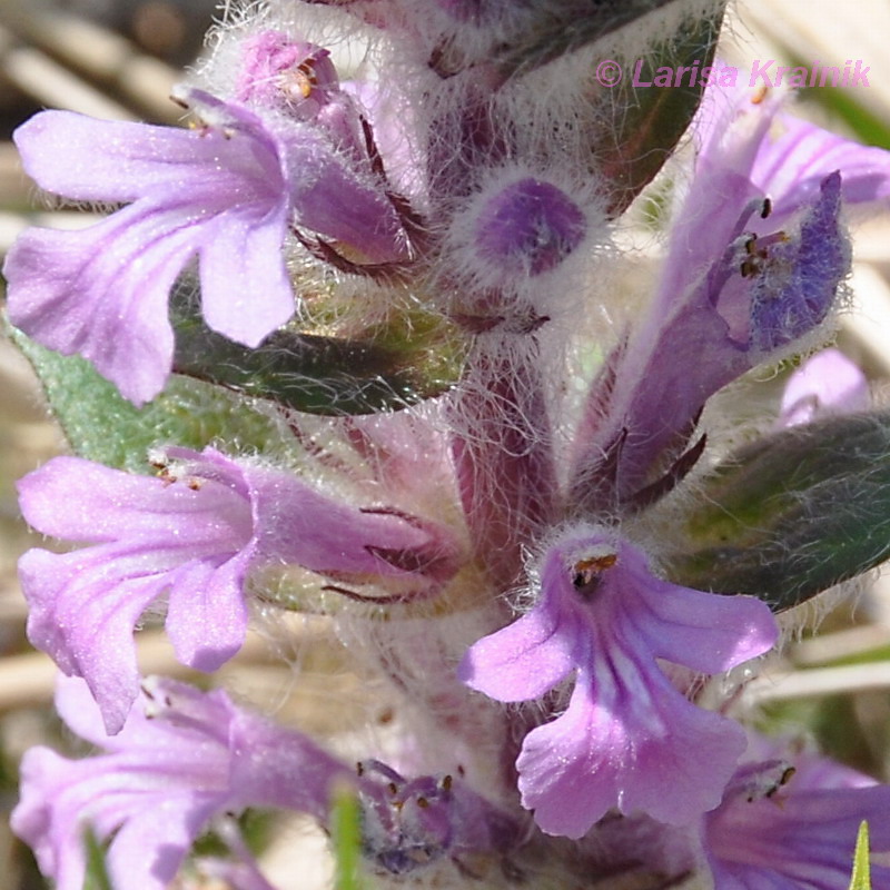 Image of Ajuga multiflora specimen.