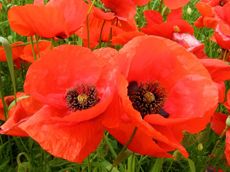 Image of Papaver rhoeas specimen.