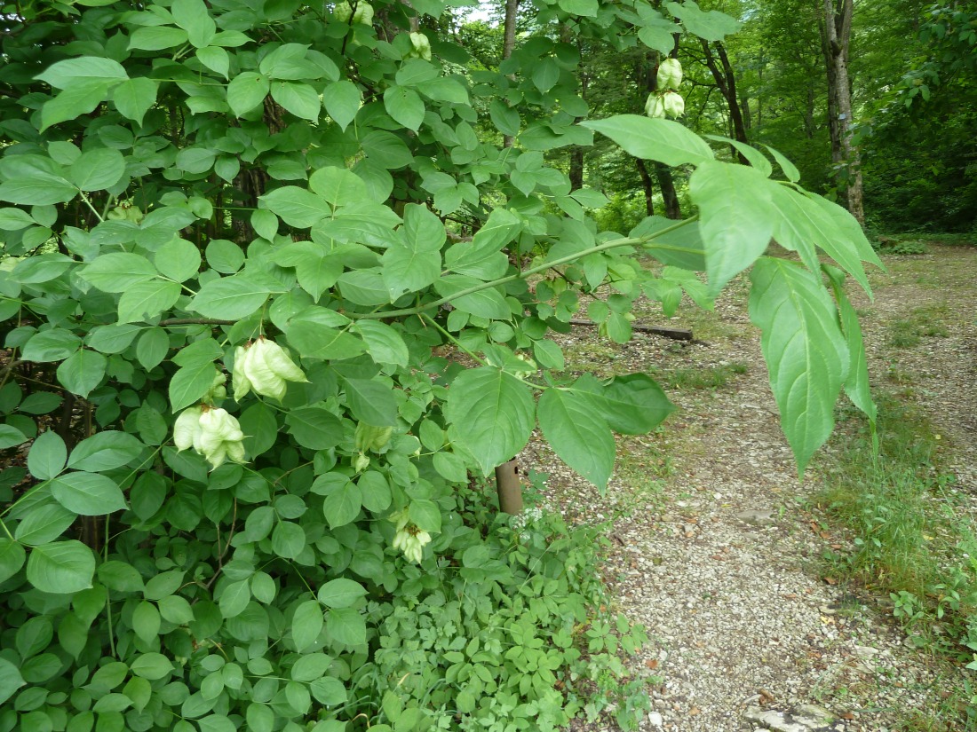 Изображение особи Staphylea colchica.