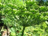genus Heracleum