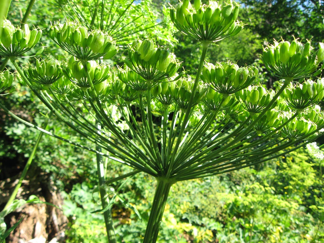 Изображение особи род Heracleum.