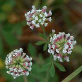 Dorycnium herbaceum. Соцветия. Южный берег Крыма, лес возле Понизовки. 2 июля 2011 г.