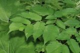 Aruncus sylvestris. Листья. Республика Карачаево-Черкесия, Домбай, правый берег р. Аманауз, 1450 м н.у.м. 05.07.2011.