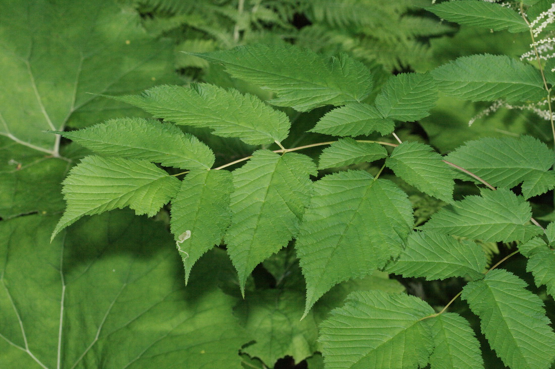 Image of Aruncus sylvestris specimen.