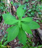 Prenanthes purpurea