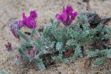 Oxytropis lanata