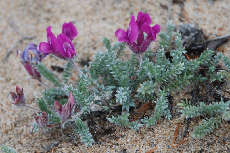 Изображение особи Oxytropis lanata.