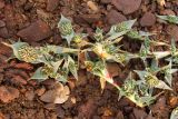 Crypsis aculeata. Побег с соцветиями. Восточный Крым, окр. пос. Приморский, ур. Камышинский луг. 4 сентября 2011 г.