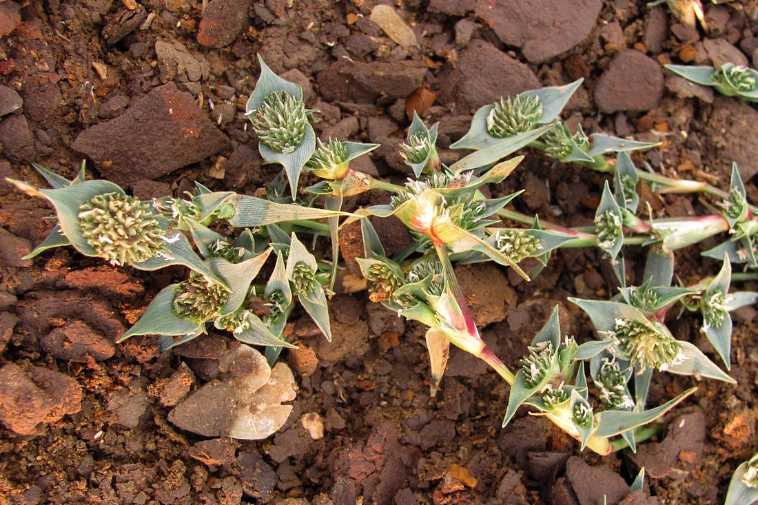 Image of Crypsis aculeata specimen.
