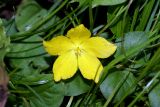 Lysimachia nummularia. Цветок. Московская обл., Раменский р-н, Хрипань, дачный участок. 10.07.2007.