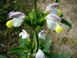 Phlomoides labiosa