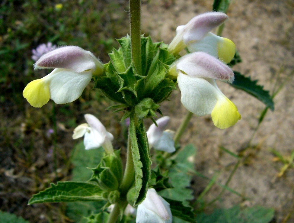 Изображение особи Phlomoides labiosa.