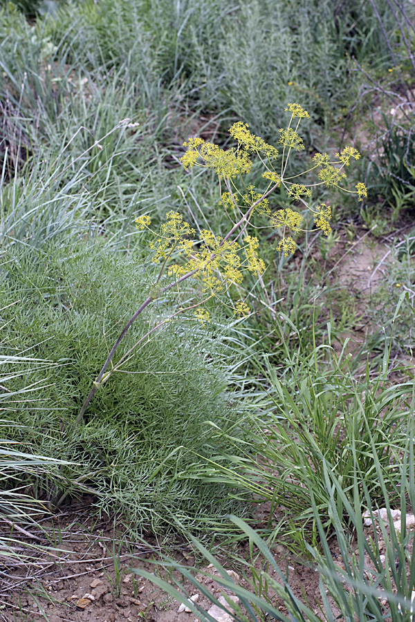 Image of genus Ferula specimen.