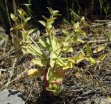 Euphorbia rapulum. Плодоносящее растение. Казахстан, Южно-Казахстанская обл., долина р. Боролдай. 02.05.2011.