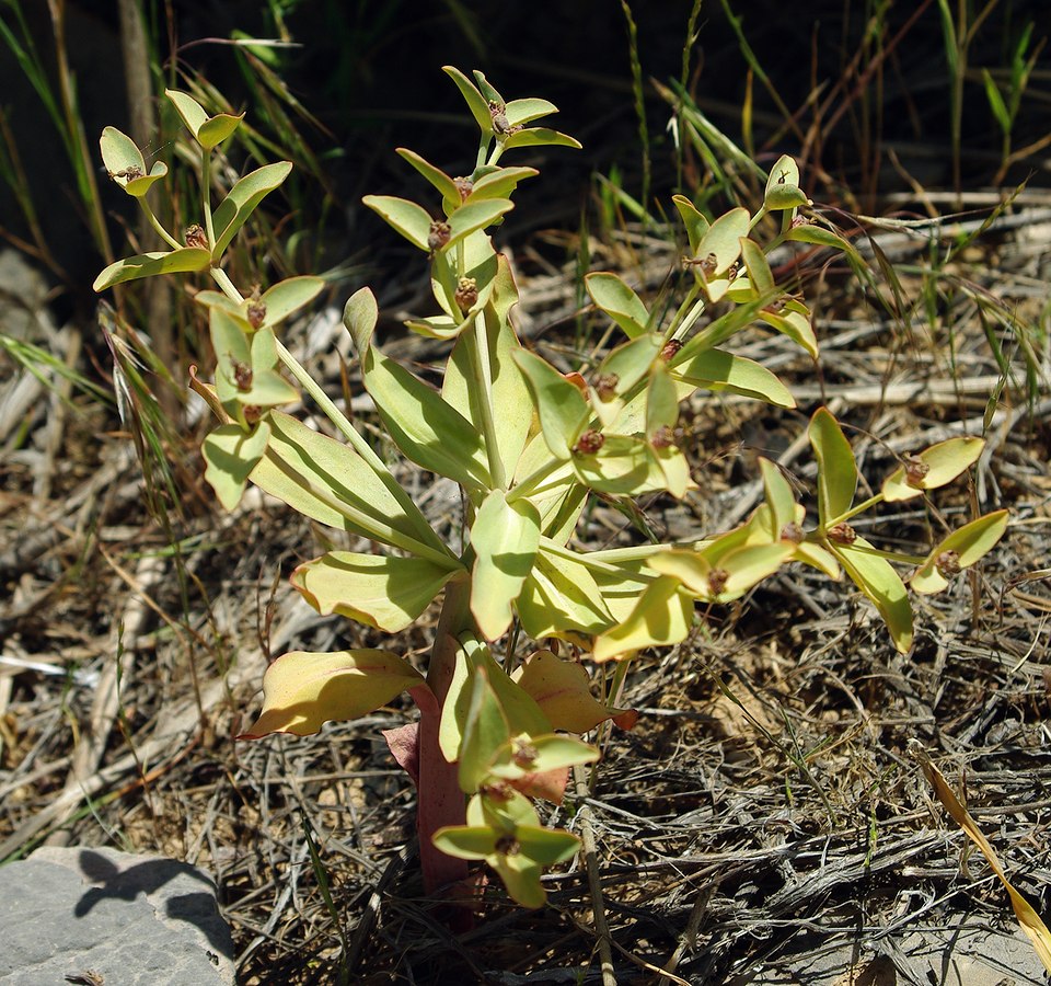 Image of Euphorbia rapulum specimen.