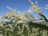 Aconogonon alpinum